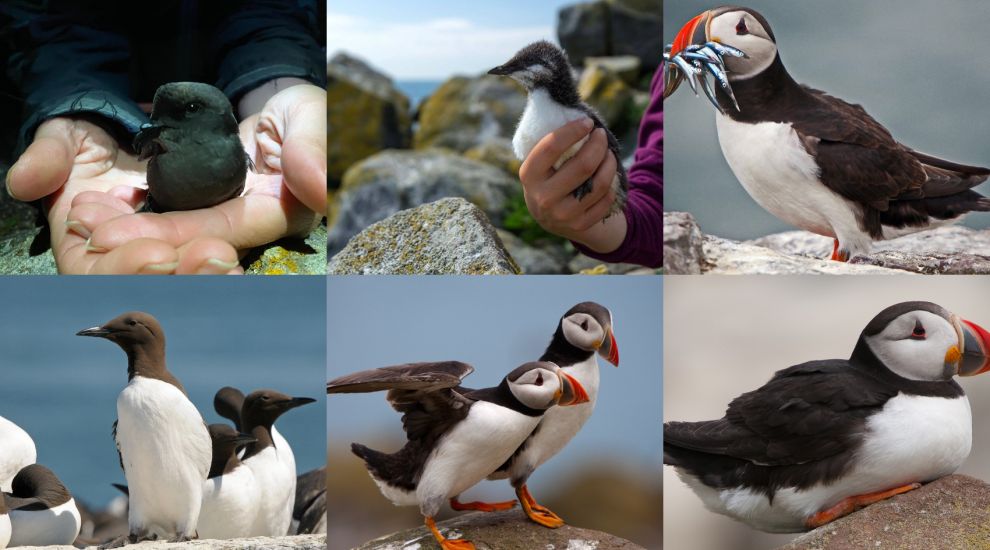 Plans submitted for Europe's first seabird sanctuary in Jersey