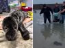 Seal pup rescued and sent to Cornwall for care