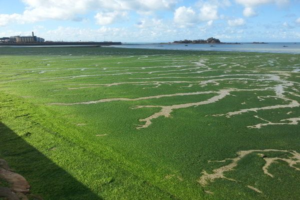 Seaweed - a possible solution?