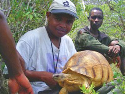 Durrell ploughs on to save rare tortoise