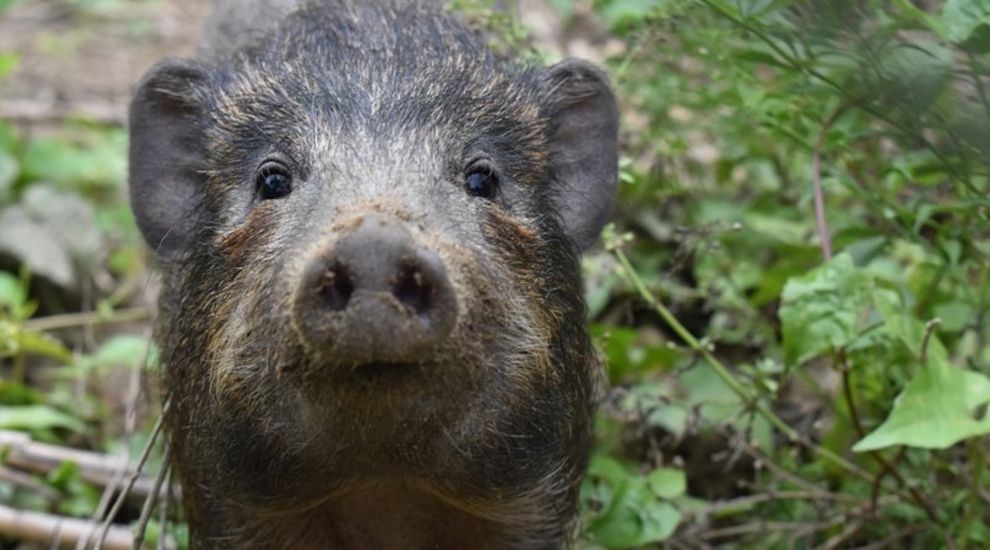 Hog numbers grow thanks to Durrell conservation partnership