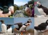 Plans submitted for Europe's first seabird sanctuary in Jersey