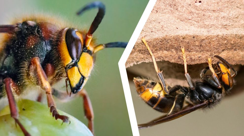 Know your stingers! Natives wrongly ID'd in battle with Asian hornets