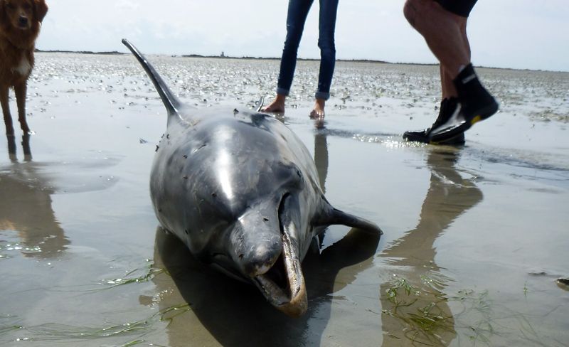 Beached dolphin dies in Royal Bay of Grouville