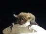 FOCUS: How will bats be impacted by wind farm plans?