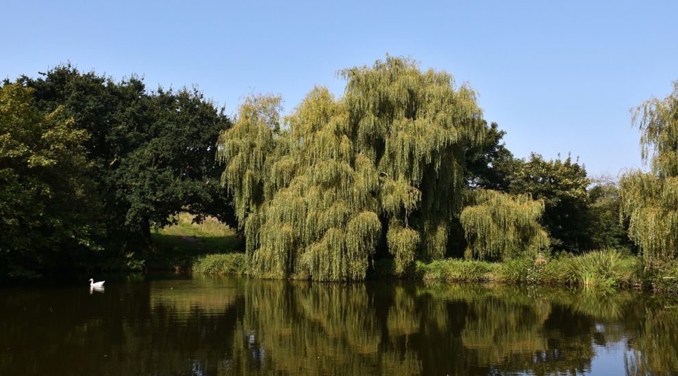 Photo Competition celebrates the Trees We Love