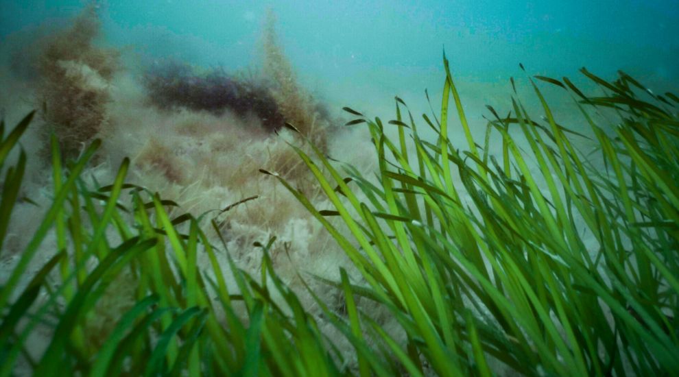 Project to restore seagrass in St. Catherine's Bay