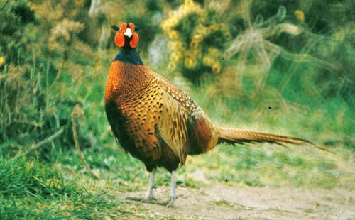 Survey asks if it's time to start shooting pheasants without a licence?