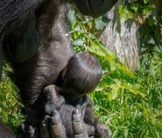 Two baby gorillas die at Durrell