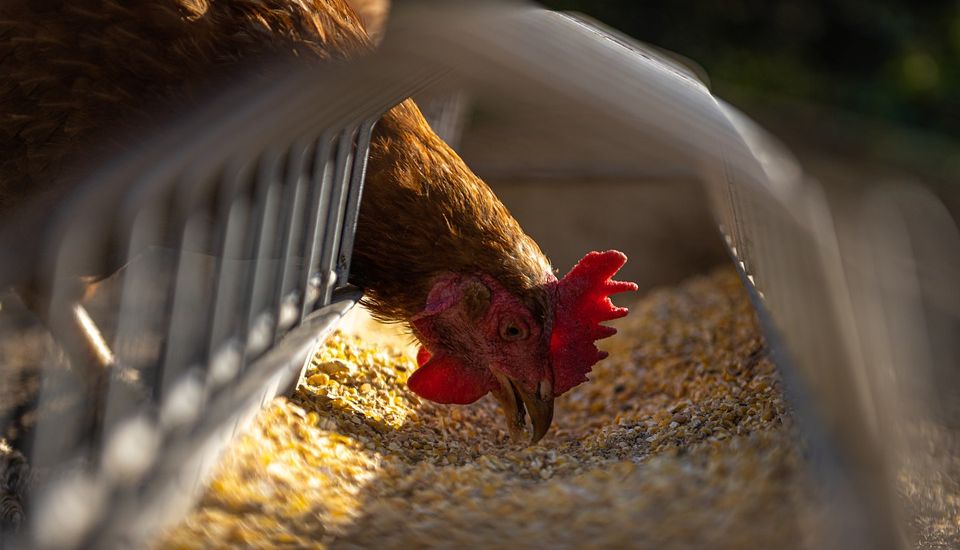 Birdkeepers put on alert amid flu fears