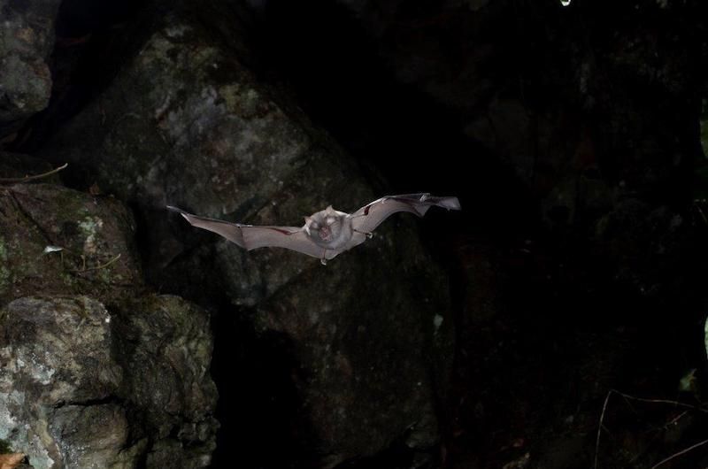 Fangtastic! Rare bat species found hanging in Guernsey