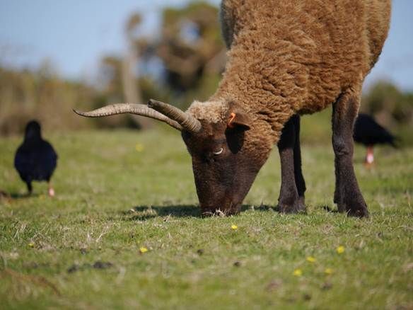 Visitors flock to see wildlife on the flourishing north coast