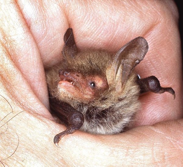 Has local wildlife gone batty for your house?