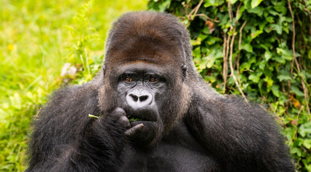 New multi-million-pound house for gorillas at Jersey Zoo