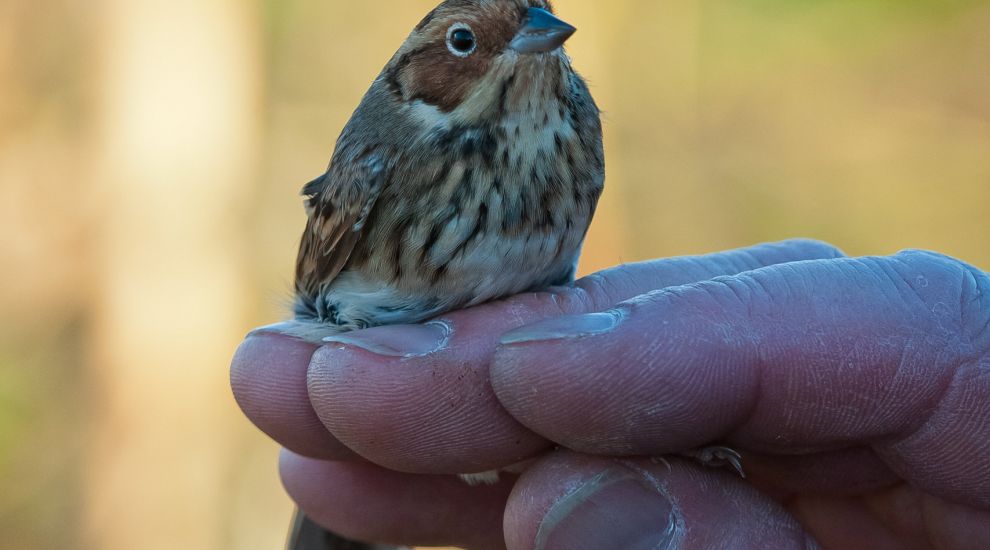 Rare visitors fly in