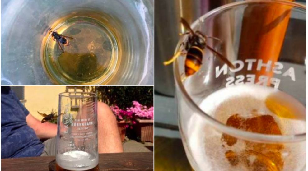 Guernsey hornets have taste for hops