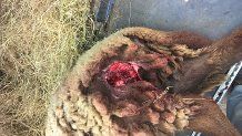 Warning for dog walkers after sheep badly mauled – graphic video