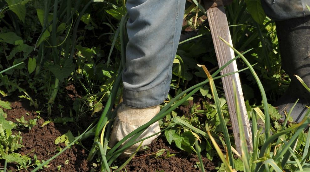 Your garden's worst nightmares are over thanks to a new weed-killing robot