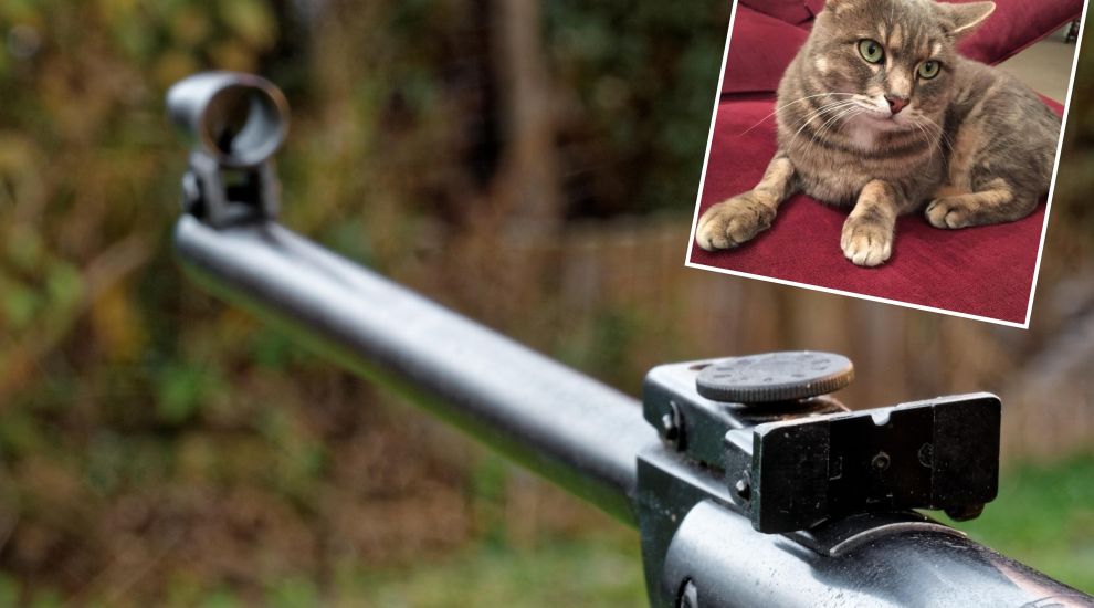 Rescue cat on the mend after being shot with air rifle