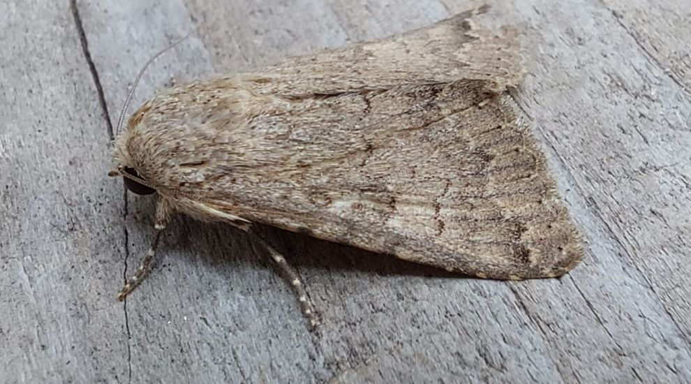 Moth species makes Channel Islands debut