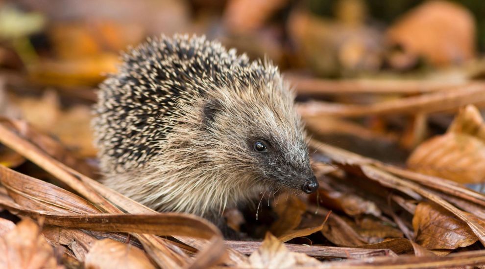 Warning to keep an eye out for hedgehogs on Bonfire Night