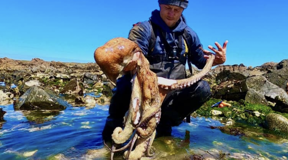 WATCH: Guernsey fisherman captures 'monster' octopus