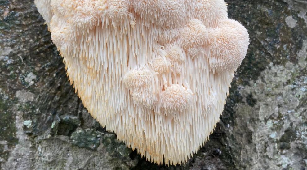 Rare protected mushroom discovered in Trinity