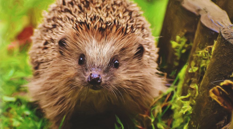 Spike in hedgehog deaths prompts another strimmer alert