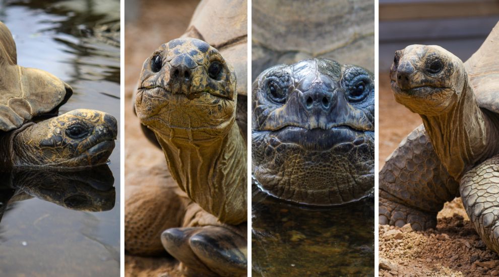 Sorry Badongo... 'Notorious' Biggie is now Jersey Zoo's heaviest animal