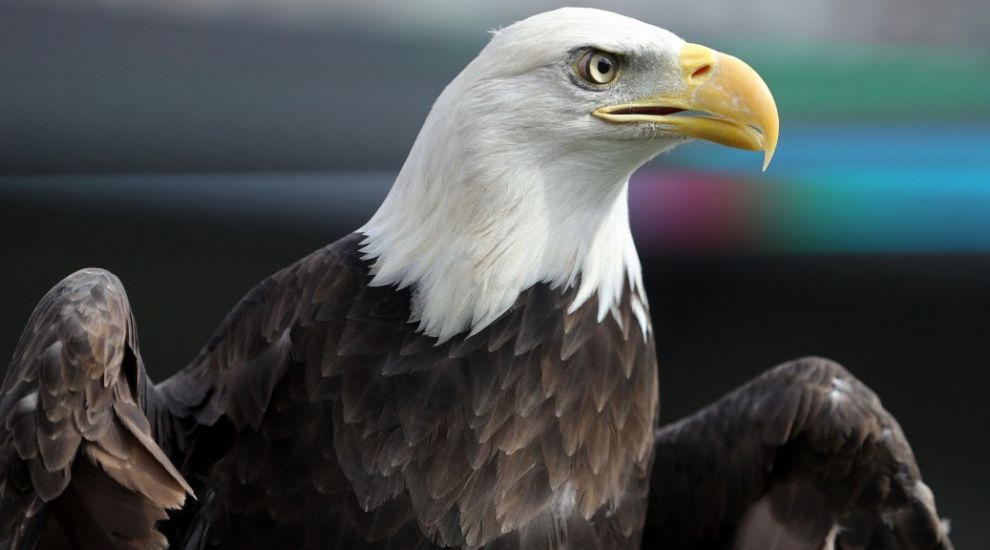 Eagles mooted as solution to drones drug smuggling problem in prisons