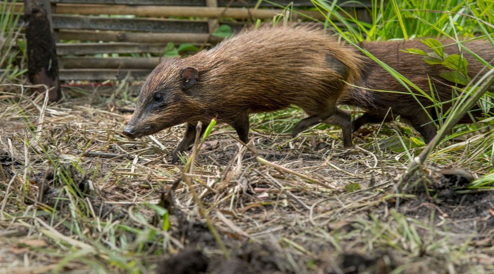 Hog numbers grow thanks to Durrell conservation partnership