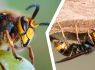 Know your stingers! Natives wrongly ID'd in battle with Asian hornets