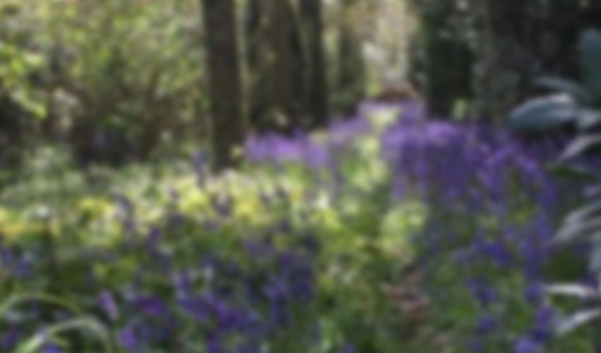 JAYF Open Garden Sunday 3rd April