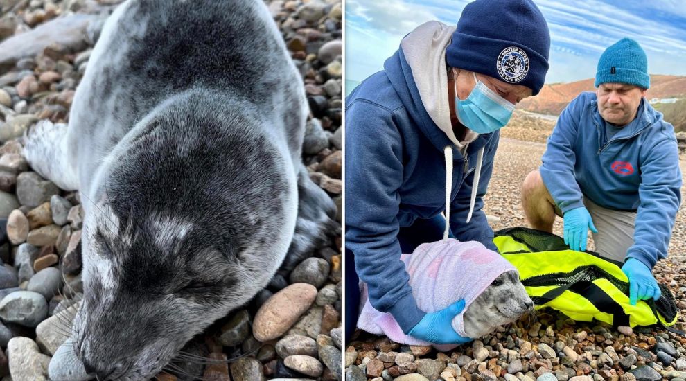 Tragedy as baby seal washed up in Jersey passes away