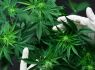 Jersey’s cannabis sector yet to deliver significant tax revenue