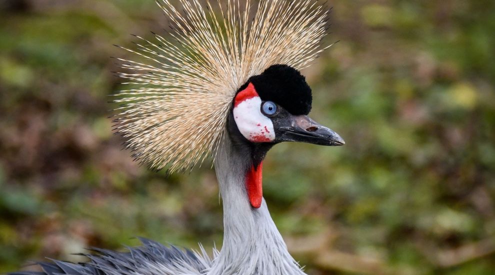 Jersey Zoo's bird 