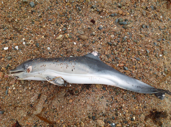 A rare “tragic” find on Jersey shores