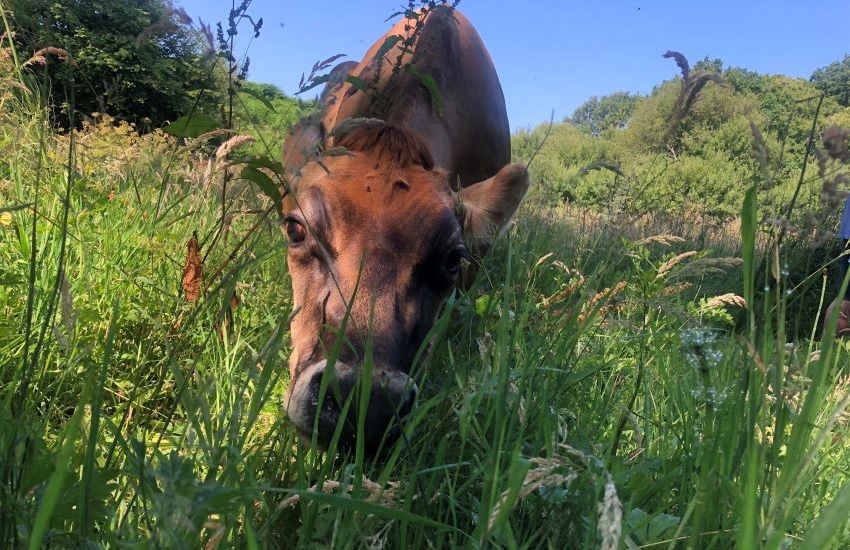 Grazing for a green cause