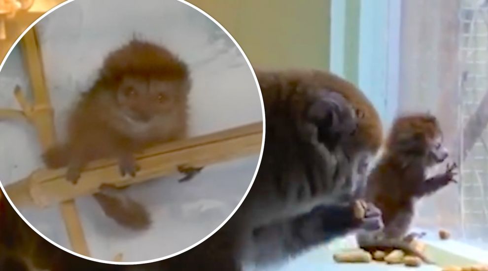 WATCH: Baby joy at Jersey Zoo