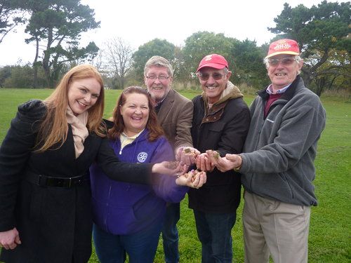 Thousands of purple crocus to flower across the Bailiwick to raise awareness of polio