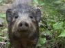 Hog numbers grow thanks to Durrell conservation partnership