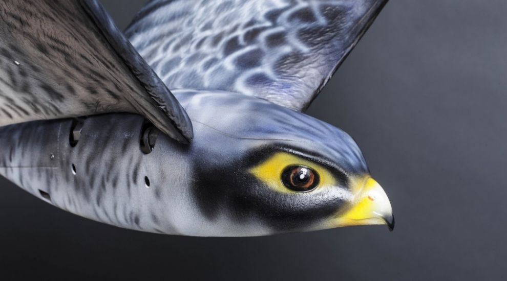 Robot birds are being used to scare away real birds at this airport