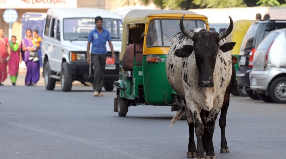 Engineers have designed a 'cow avoidance system' for cars on Indian roads