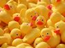 All the fun of the Fayre! Dog show, duck race and much more on offer