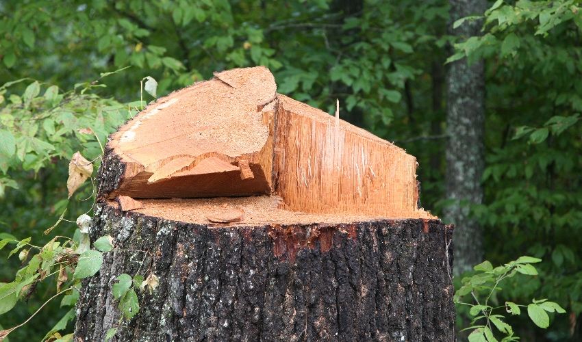 Timber! Former Bailiff seeks to chop down controversial tree legislation