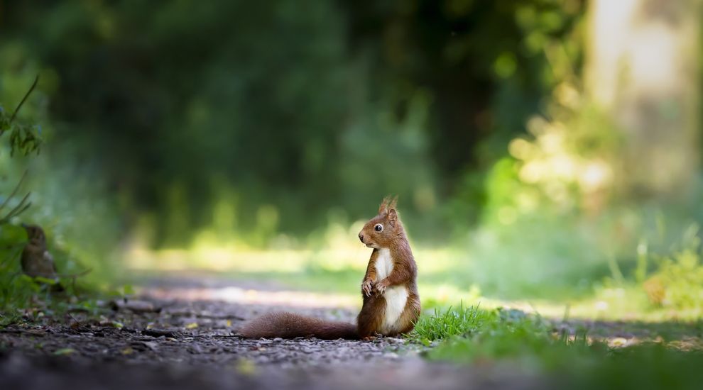 Animal charity keeps an eye on signs of deadly squirrel virus