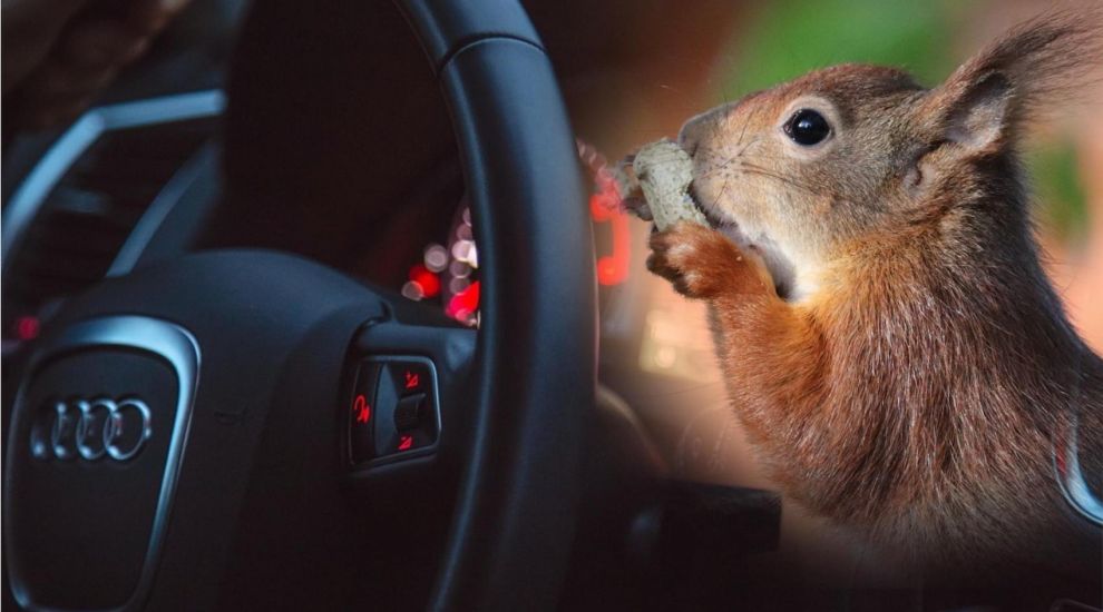 SOS: Save our squirrels from road death