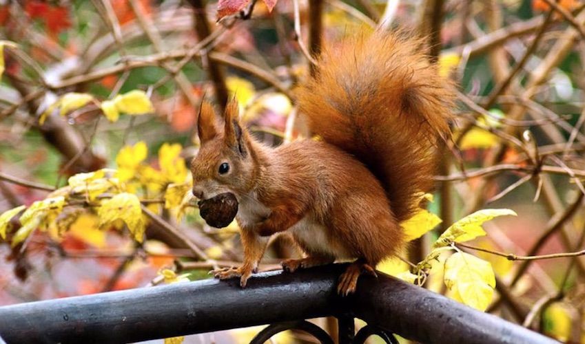 Bridges and corridors help squirrels keep skipping