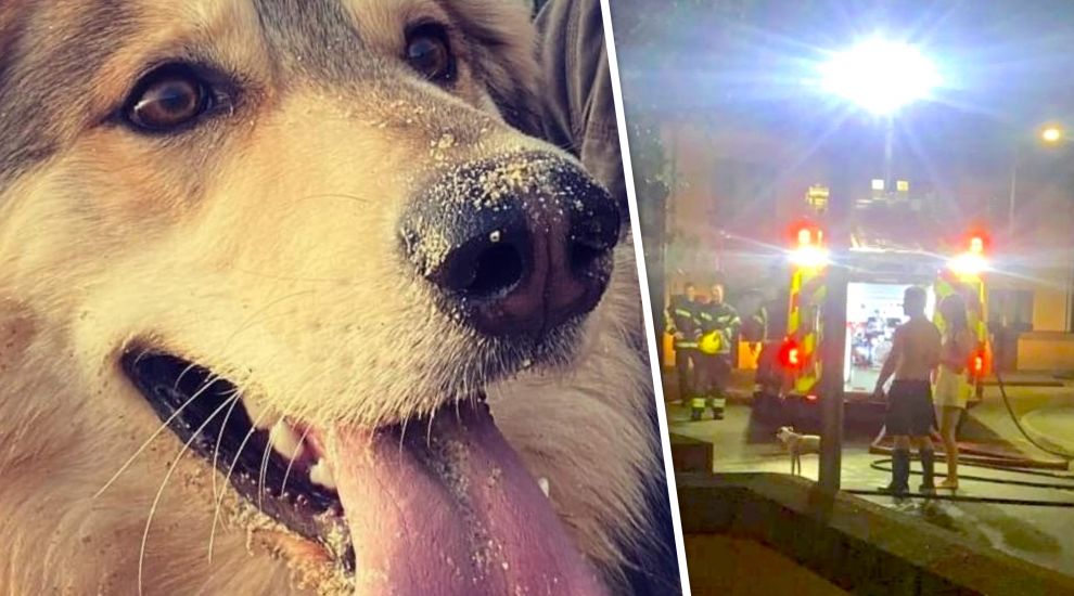 Well done Floki! Family dog's barking saves 12 from blaze