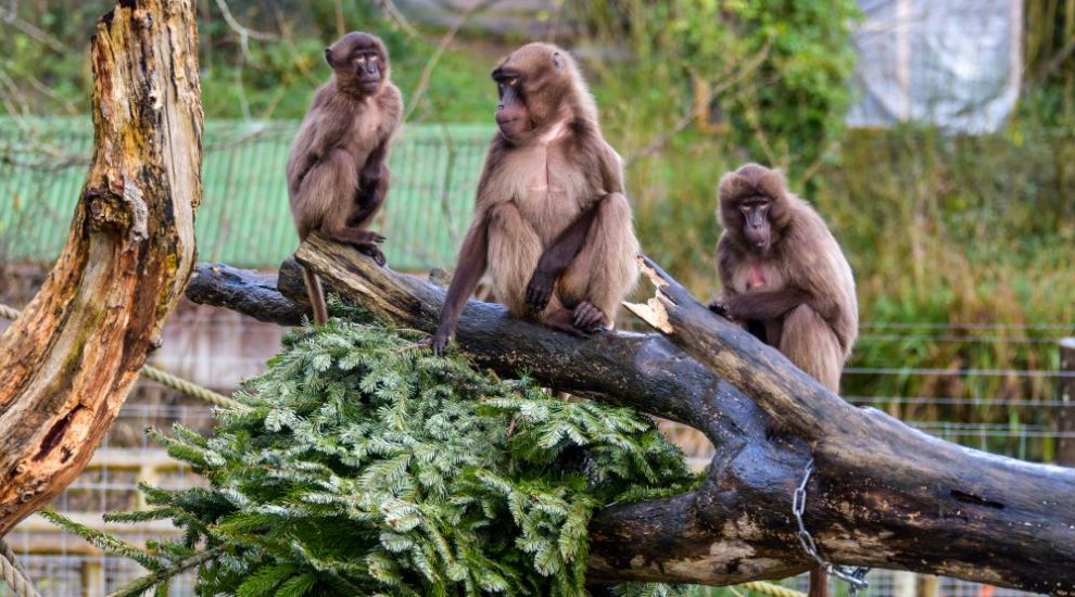 My Christmas tree (and other animals)... Hotel pines become baboon scratchers